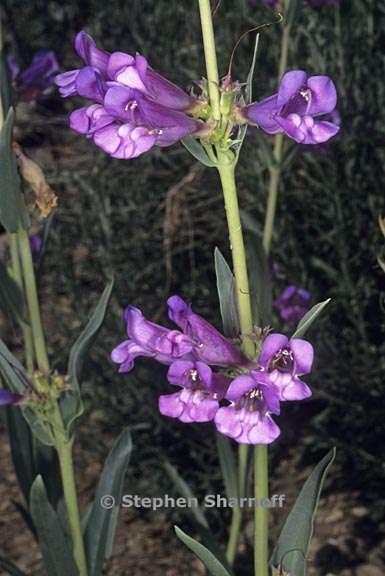 penstemon parvulus 3 graphic